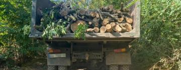 Техніку орендували на місцевому підприємстві: трьох жителів Кілійської громади викрито на незаконній порубці дерев